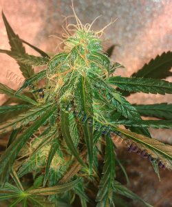 g_auto-northern-light-feminized-seeds-private-label-6-2