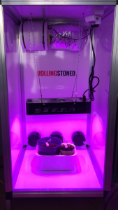 De eenvoudige kweekkit met LED-lamp van Rollingstoned.nl