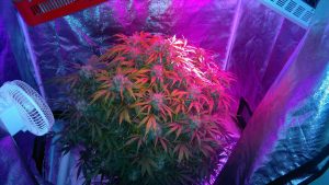 autoflower_led