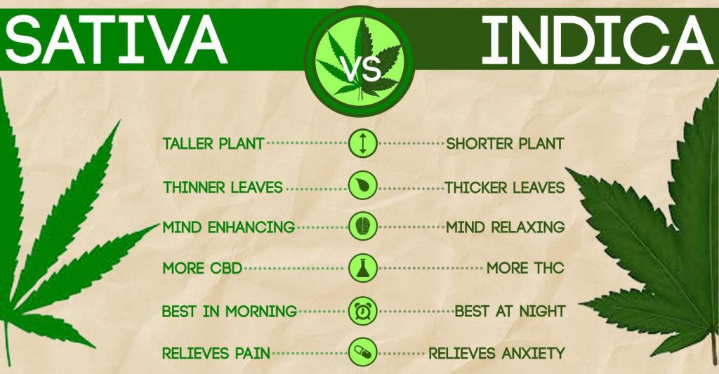 Sativa's en indica's verschillen in groei-eigenschappen maar ook in effect van elkaar.