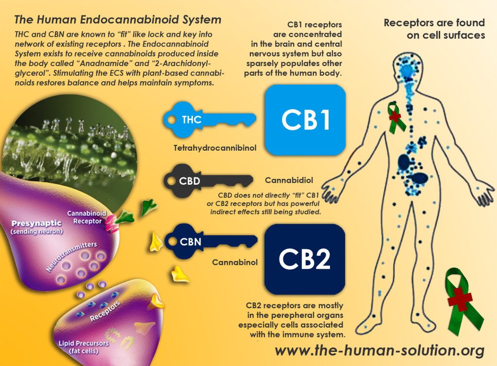 Het endocannabinoïdesysteem beschermt, getriggert door THC en CBD, ons lichaam tegen verschillende aandoeningen.