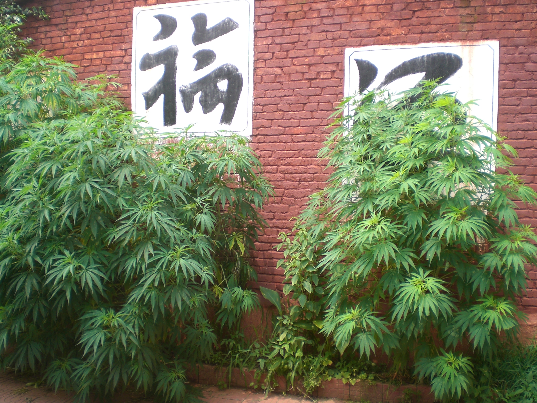 как по китайски марихуану