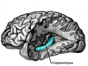 In de hippocampus oftewel het zeepaardje wordt ons kortetermijngeheugen naar langetermijngeheugen omgezet. De hippocampus is een van de eerste gebieden in het brein dat door Alzheimer beschadigd wordt.