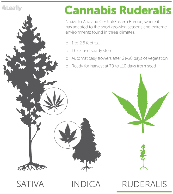 Ruderalis is een korte plant die gekruist wordt om autoflowers te krijgen