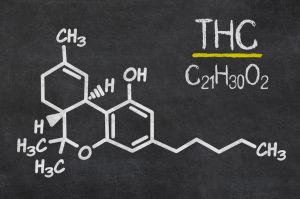 THC kan gevoelens van plezier en eetlust terug opwekken bij anorexiapatiënten. Foto: Zerbor, Shutterstock.com