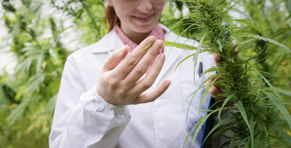 De kennis van medici over cannabis als medicijn laat nog veel te wensen over, waardoor Arno Hazekamp zich soms meer cannabisactivist dan wetenschapper voelt... [foto: Stokkete/Shutterstock]