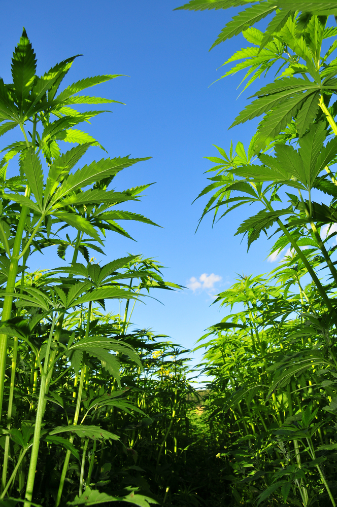 Meestal wordt er industriële vezelhennep gebruikt voor de fabricage van CBD-producten, ook omdat daar minder dan 0,2 procent THC in zit... [foto: Max Henttu/Shutterstock]