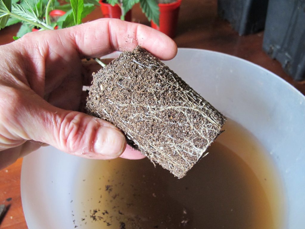 Een paar dagen nadat de planten 10% van de potinhoud drinken zijn ze klaar om te verpotten.