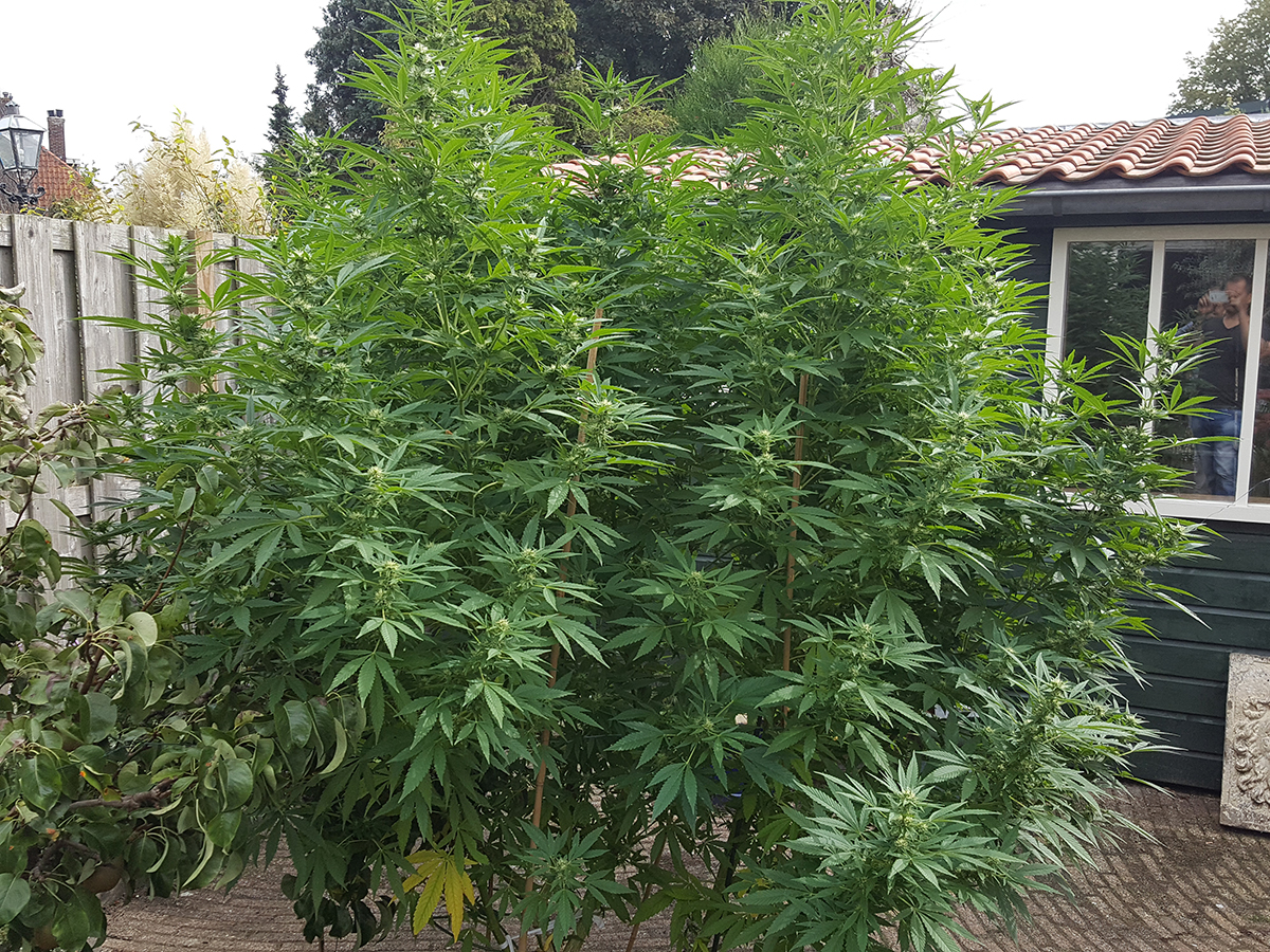 Medicinale cannabis kweken Aarde en potten