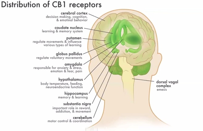 CB1-receptoren in diverse hersengebieden, elk met hun eigen functie binnen ons systeem.