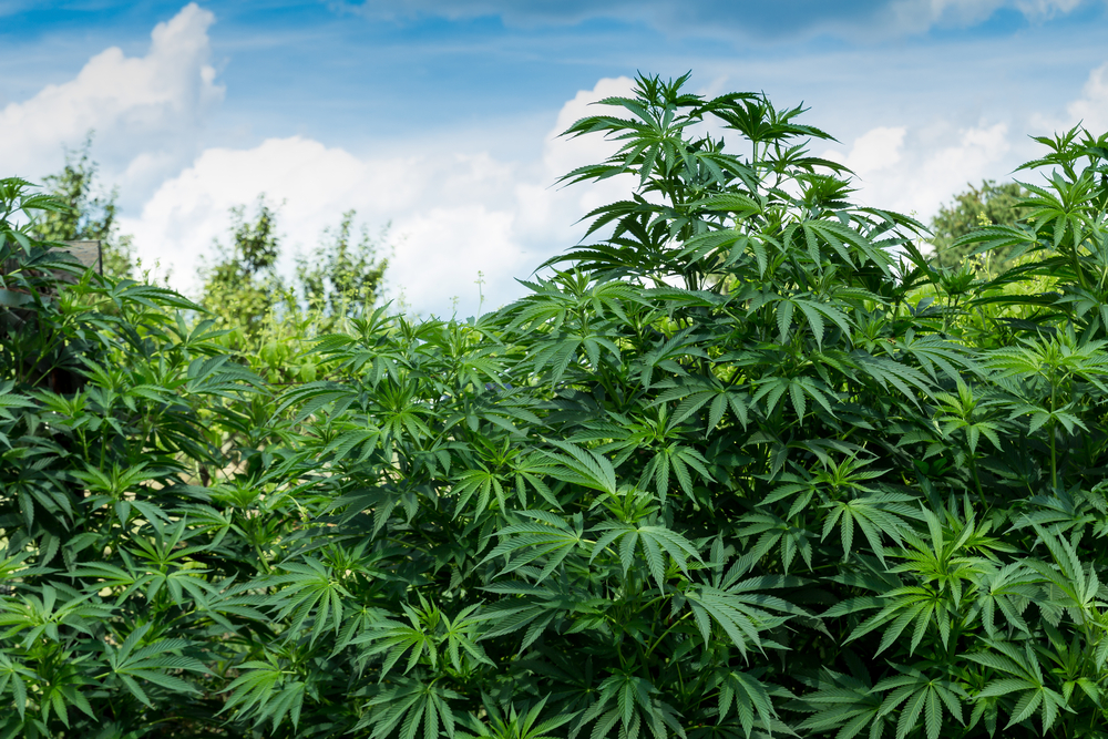 Een wietplant in de volle grond kan wel 3 meter hoog worden en tot een kilo aan droge medicinale cannabis opleveren. Foto: TOM KAROLA, Shutterstock