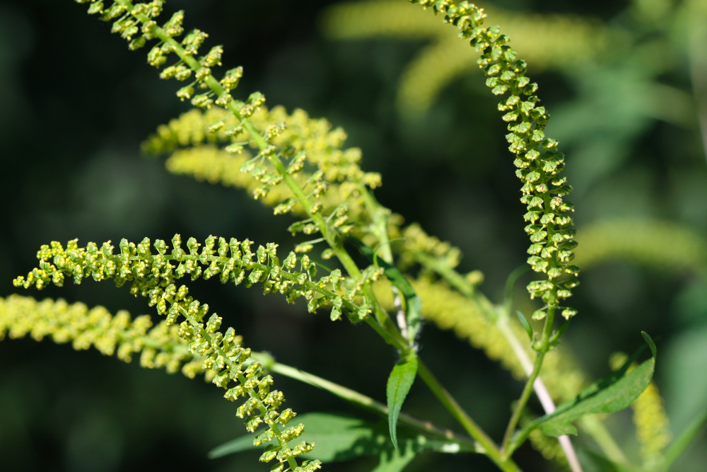 Ambrosia trifida is ook een pollen producerende plant waarvan de allergische reactie vergelijkbaar is met die van cannabis. [Foto: shutterstock/Melinda Fawver]