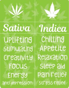 sativa vs indica effect