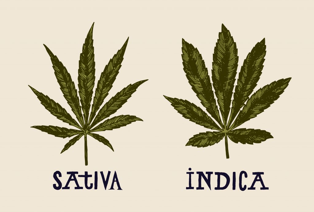 sativa wietblad vs indica wietblad