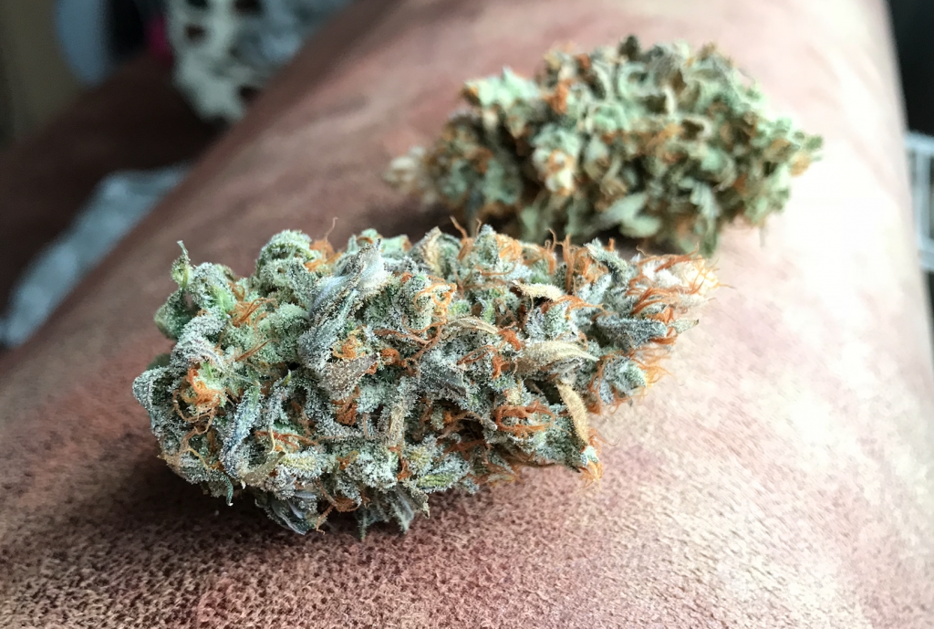 Mr. Kush trimt, cured en weegt z'n welriekende Kosher Tangie Kush -  Mediwietsite