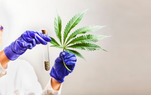 cannabis, onderzoek, wetenschappelijk onderzoek, wiet, CBD, cannabidiol, THC