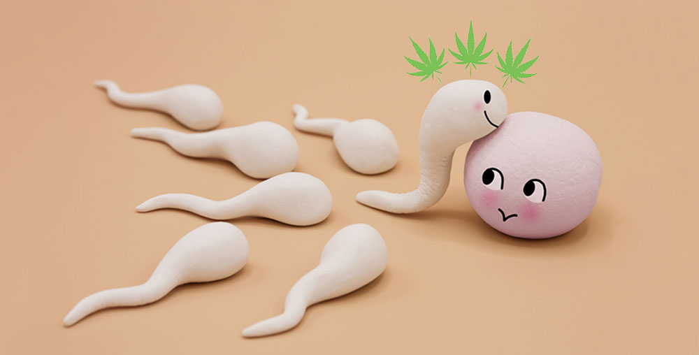 Wiet Verbetert Vruchtbaarheid Bij Mannen Aldus Studie Mediwietsite