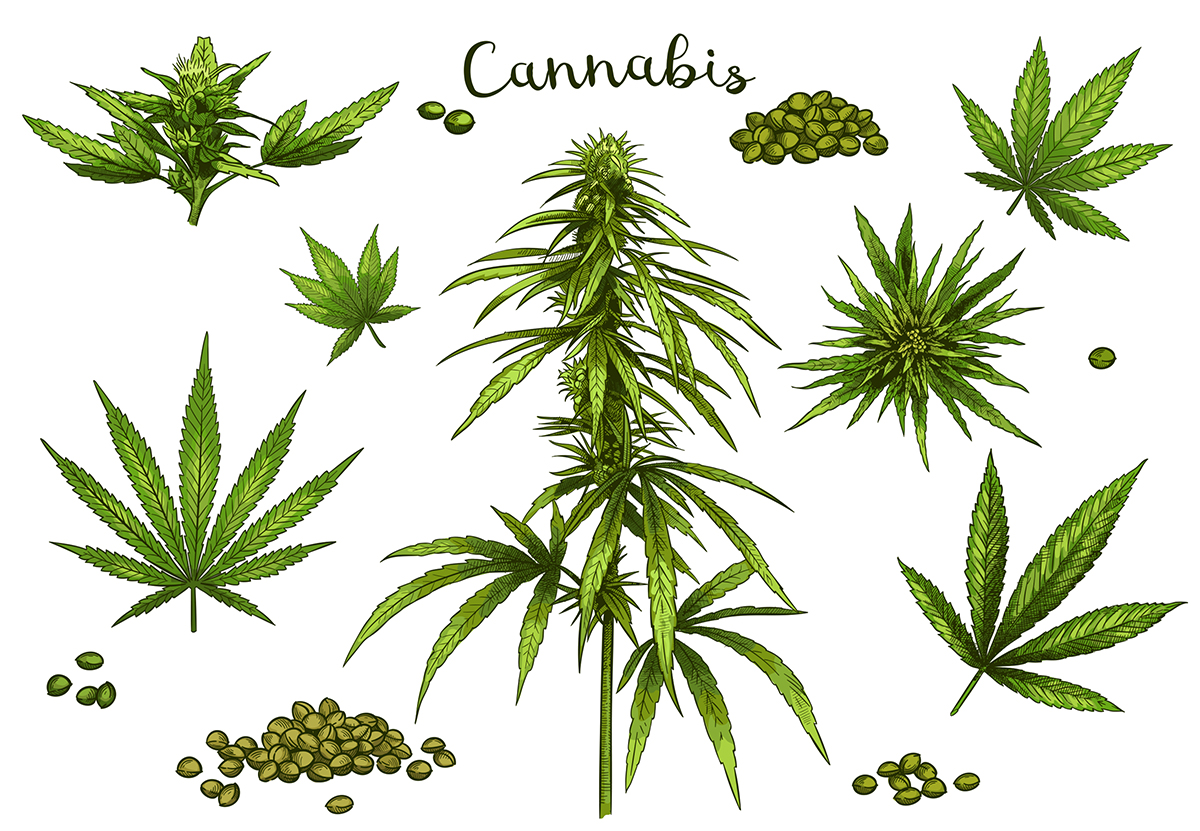 De Anatomie Van Een Cannabisplant Mediwietsite
