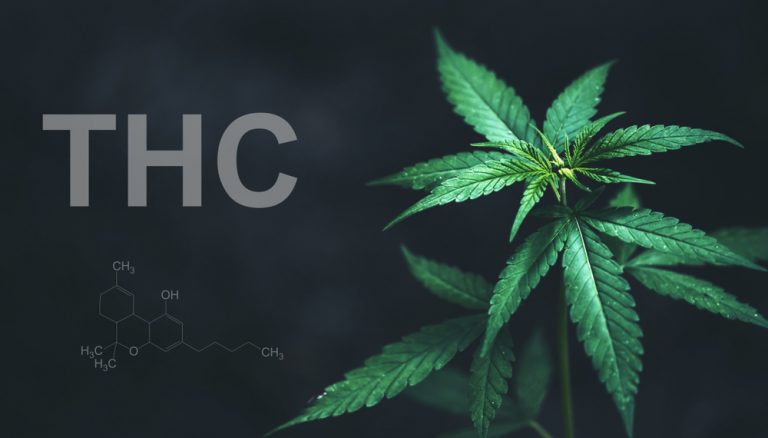 Uitgezocht • Hoe lang blijft cannabis (THC) eigenlijk in je lichaam