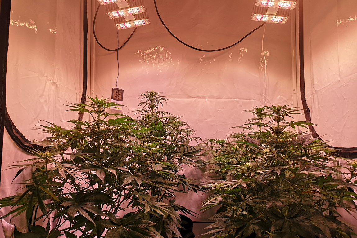 Hoeveel medicinale wiet kun je oogsten als je zelf kweekt? Mediwietsite
